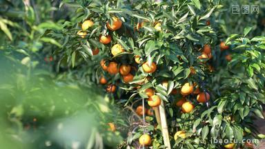 水果冻橙子汁航拍采摘种植基地